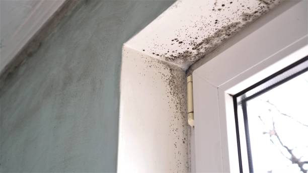 Mold Removal and Inspection in Oolitic, IN